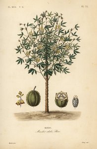 Migdały, juka lub roślina rdzennych Amerykanów, Manihot esculenta, Manihot esculenta, Manihot esculenta, Manihot esculenta autorstwa Unbekannt