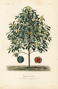 Drzewo Champak, Magnolia champaca, Michelia champaca, Michelie champac autorstwa Unbekannt