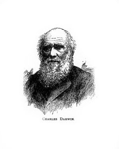 Karol Darwin, XIX-wieczny brytyjski przyrodnik, XX w. autorstwa Unbekannt