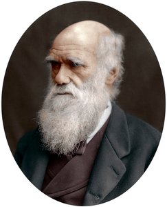 Karol Darwin, brytyjski przyrodnik, 1878 autorstwa Unbekannt