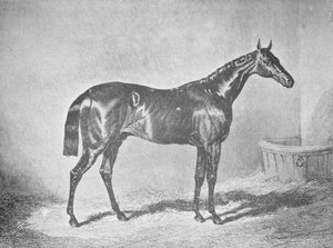 Karol XII, zwycięzca St. Leger 1839, 1911 autorstwa Unbekannt