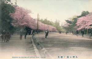Wiśniowe kwiaty w parku Uyeno Tokio, ok. 1910 r. autorstwa Unbekannt