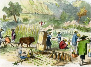 Chińskie żniwa, Hongkong, ok. 1875 r. autorstwa Unbekannt