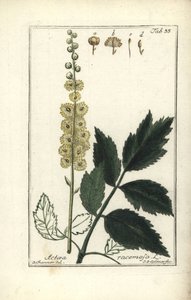 Cimicifuga Cimicifuga racemosa lub Black cohosh, Actaea racemosa (actee a grappe) autorstwa Unbekannt