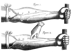 Obieg krwi, 1628 autorstwa Unbekannt