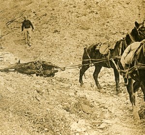 Oczyszczenie pola bitwy, c1914-c1918 autorstwa Unbekannt