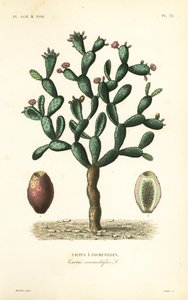 Kaktus koszenilowy, Nopalea cochenillifera, Opuntia cochenillifera, Cactus cochenillifer, Cactus coccinellifer, Cactus a cochenilles autorstwa Unbekannt