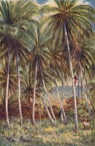 Palmy kokosowe w północnym Queensland, 1923. autorstwa Unbekannt