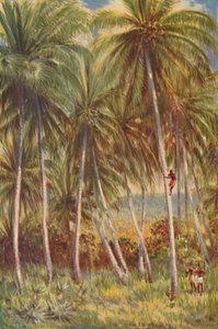 Palmy kokosowe, 1924 autorstwa Unbekannt