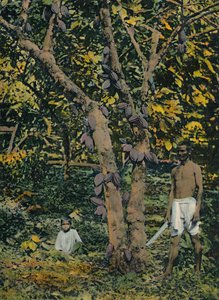 Kakao w pełnym łożysku, Trynidad i Tobago, c1914. autorstwa Unbekannt