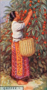Kawa, 1. - Zbieranie jagód, Indie Wschodnie, 1928 autorstwa Unbekannt