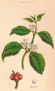 Kawa, XIX w. autorstwa Unbekannt