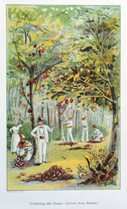 Zbieranie kakao, Wenezuela, 1892 autorstwa Unbekannt