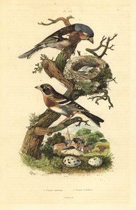 Zięba zwyczajna, Fringilla coelebs, gniazdo i jaja oraz jeżyny, Fringilla montifringilla z jajami Pinson commun et pinson d