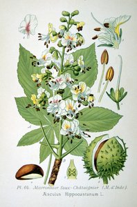 Kasztanowiec zwyczajny, 1893 autorstwa Unbekannt