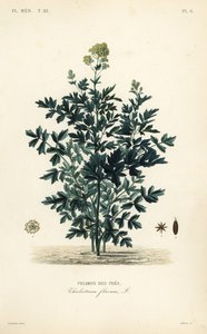 Ruta łąkowa, Thalictrum flavum, Pigamon des pres autorstwa Unbekannt