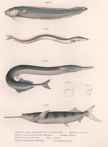 Pospolita ryba wężowa. dobijakowaty. Wspólny Hornhecht. Brazylijski półdziób, ok. 1850 autorstwa Unbekannt