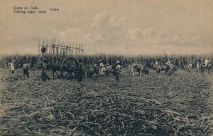 Cana Court - Cięcie trzciny cukrowej - Kuba, c1910 autorstwa Unbekannt