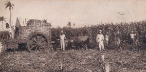 Corte de Canna. - Zbieranie trzciny cukrowej. Kuba, ok. 1900 autorstwa Unbekannt