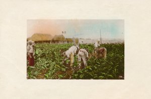 Zbiór tytoniu. - Plantacja tytoniu., ok. 1910 r. autorstwa Unbekannt