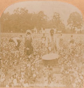 Zbieranie bawełny., ok. 1900 autorstwa Unbekannt