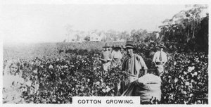 Zbieranie bawełny, Australia, 1928 autorstwa Unbekannt