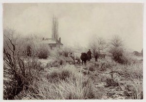 „Krowy na mroźnym polu”, wers 1890 autorstwa Unbekannt