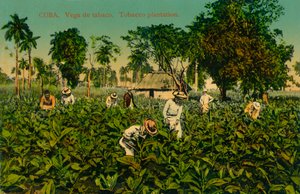 Kuba. Pole tytoniu. Plantacja tytoniu, ok. 1920 r. autorstwa Unbekannt