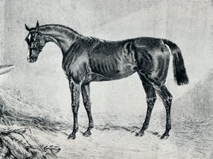 Cyprian, XIX w., 1911 autorstwa Unbekannt