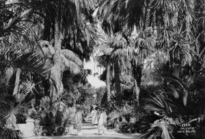 Palmy daktylowe, Palermo, Sycylia, Włochy, c1920-c1930 autorstwa Unbekannt