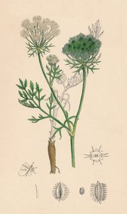 Daucus Carota. Dzika marchewka, XIX w. autorstwa Unbekannt