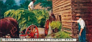 Dostarczanie tytoniu do Curing Barn, 1926 autorstwa Unbekannt