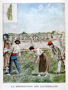 Zniszczenie pasikonika, 1901 autorstwa Unbekannt