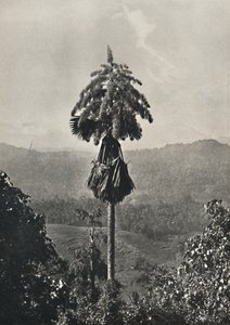 Kwitnąca palma talipotowa Corypha umbraculifera, 1926 autorstwa Unbekannt