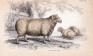 Dishley New Leicester Ram, c1840 autorstwa Unbekannt
