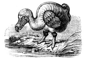 Dodo, 1884 autorstwa Unbekannt