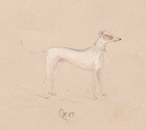 Pies, 1800 rok. autorstwa Unbekannt