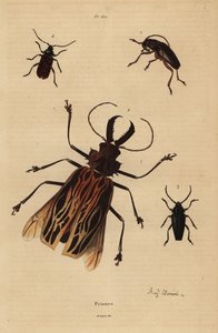 Dorysthenes paradoxus 1, Macrodontia cervicornis, wrażliwy 2, Elateropsis lineatus 3 i Prionus versicolor 4 autorstwa Unbekannt