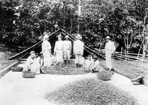Suszenie kakao, Trynidad, ok. 1900 autorstwa Unbekannt