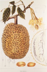 Durio zibethinus/Durian/durion autorstwa Unbekannt