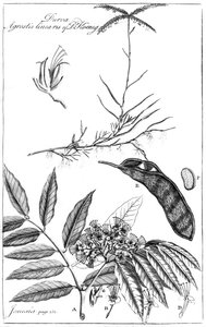 Durva Agrostis Linearis dr Koeniga, 1799 autorstwa Unbekannt