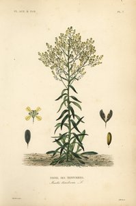 Urzeta farbiarza, Isatis tinctoria, Pastel des Teinturers autorstwa Unbekannt
