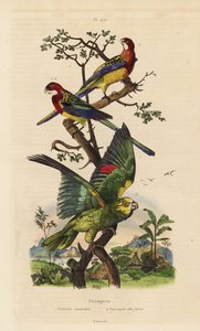 Rozella wschodnia, egzamin Platycercus i amazonka żółto-koronkowa, Amazona ochrocephala autorstwa Unbekannt