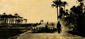 Egipt - Pasterz jadący do domu, c1918-c1939. autorstwa Unbekannt
