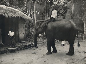 Słoń na ścieżce w pobliżu Kandy, 1926 autorstwa Unbekannt