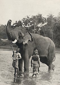 Słoń w Mahavaliganga, 1926 autorstwa Unbekannt