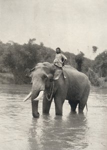 Słoń z Kornakiem In der Mahavaliganga, 1926 autorstwa Unbekannt