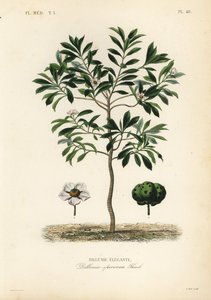 Słoń jabłkowy lub chulta, Dillenia indica, Dillenia speciosa, Dillenie elegante autorstwa Unbekannt