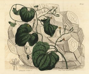 Stopa słonia, Dioscorea elephantipes (kobieta przylądek bryony, Tamus elephantipes faemina) autorstwa Unbekannt