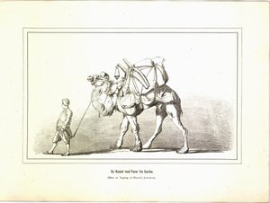 Wielbłąd z przywódcą z Sardes. Ilustracja zaczerpnięta z książki Variegated travel pictures autorstwa Jerichau-Baumann, Elisabeth i opublikowana przez Forlagsbureauet (Kopenhaga, 1881) autorstwa Unbekannt